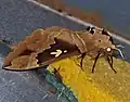 Lišaj Lophostethus dumolinii