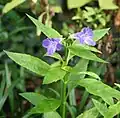 Artanema fimbriatum