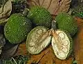 Plody chlebovníku Artocarpus altilis