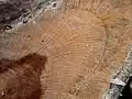 Dřevo chlebovníku Artocarpus elasticus