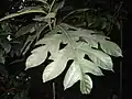 List chlebovníku Artocarpus elasticus
