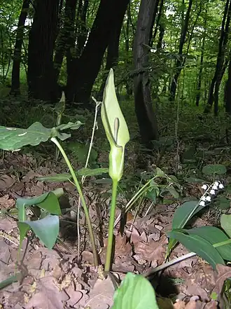 alternativní popis obrázku chybí