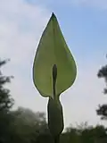 Květenství s toulcem