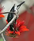 Špaček indomalajský (Sturnus contra) na květech Erythrina variegata