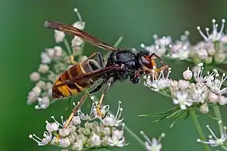 Sršeň asijská (Vespa velutina)