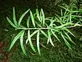 Chřest srpovitý (Asparagus falcatus), chřestovité