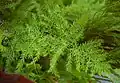 Asparagus setaceus
