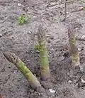 Mladé výhonky zeleného chřestu.