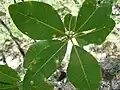 Listy Aspidosperma subincanum