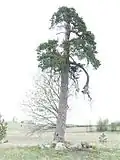 Památná borovice v Assikvere