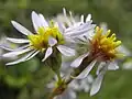 Tripolium pannonicum