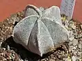 Astrophytum coahuilense.
