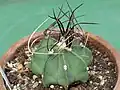 Astrophytum crassispinum.
