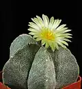 Astrophytum myriostigma Mladá rostlina, typová forma.