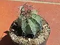 Astrophytum senile.