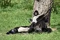 Chápan středoamerický mexický v Zoo Praha