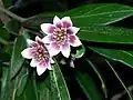 Květy Atherosperma moschatum