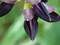 Detail květů Mucuna pruriens