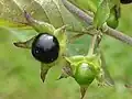 Plody rulíku zlomocného (Atropa bella-donna)