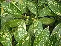 Aucuba japonica 'Variegata'