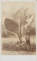 August Sachtler: A Calladium - Tanglin, Singapur, 60. léta 19. století, černobílá fotografie, sbírka Národního muzea Singapuru
