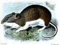 Auliscomys pictus, jeden z hlodavců středoandské puny