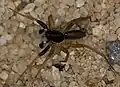 Slíďák černobílý, Aulonia albimana, samec