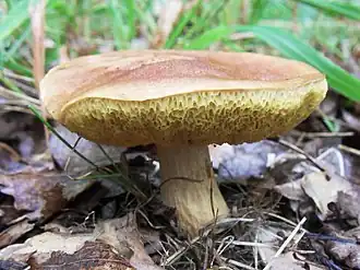 Aureoboletus moravicus