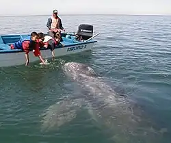 Pozorování velryb v El Vizcaíno lidmi, kteří se pokoušejí dostat do kontaktu se zvířetem. Toto jednání se silně nedoporučuje.