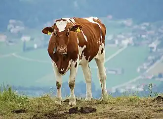 kráva plemene ayrshire