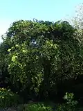 Azara integrifolia