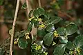 Kvetoucí Azara microphylla