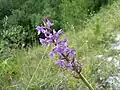Pětiprstka žežulník (Gymnadenia conopsea)
