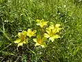 Len žlutý (Linum flavum)