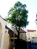 Jilm v Bílině