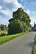 Bódova lípa