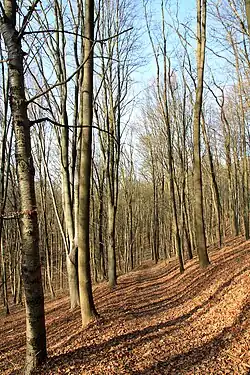Listnatý les, Přírodní památka Byšičky