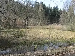Rašeliniště