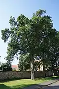 Památný jilm v Březnici