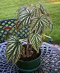 Begonia wollnyi