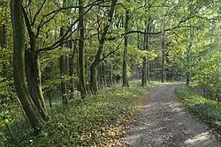 Cesta k bažantnici
