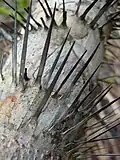Ostny na kmeni Bactris ferruginea