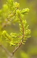 Větévka B. polystemonea