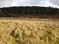 Bažina Dębienko