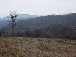 Bakoňský les