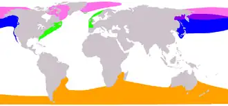 Mapa světa s patrným vyznačením rozšíření velrybovitých. Z mapy je patrné, že velryba jižní je jediná zástupce velrybovitých na jižní polokouli