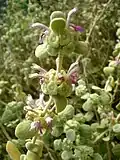 Ballota pseudodictamnus – druh východního Mediteránu