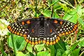 Severoamerická babočka Euphydryas phaeton