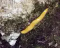 Ariolimax californicus z Kalifornie (plzákovití)