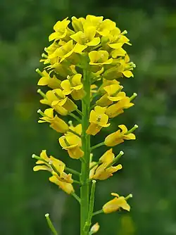 Květenství barborky obecné (Barbarea vulgaris)